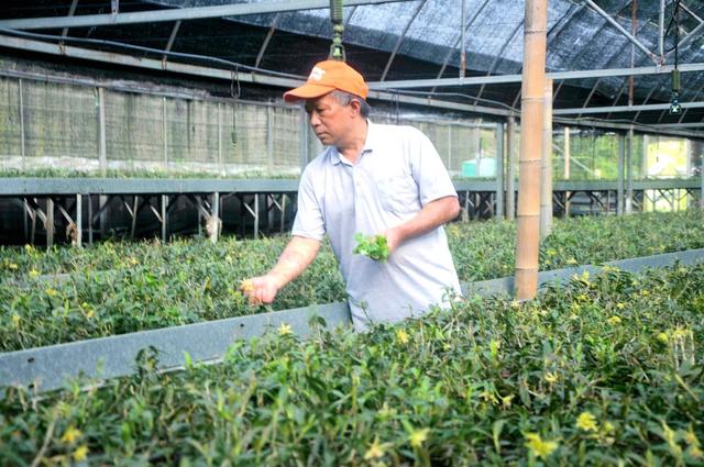 铁皮石斛  崀山 种植  就业 创收