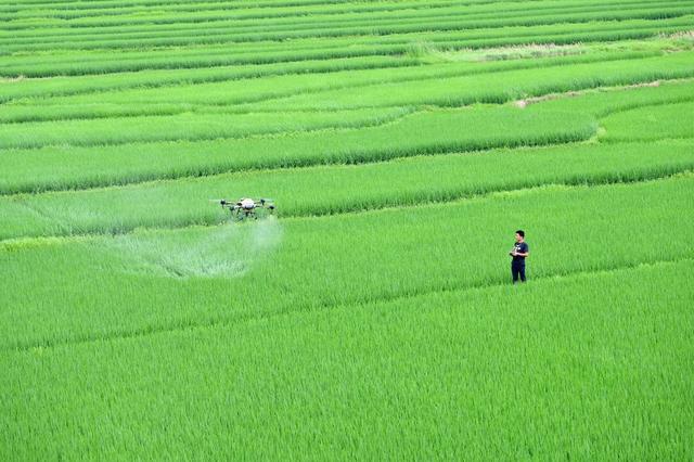 植保  无人机  粮食生产  丰收  病虫防治