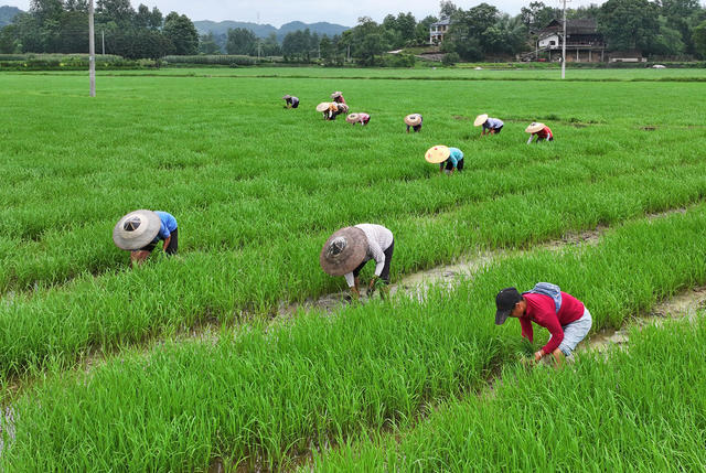 夏至农忙正当时