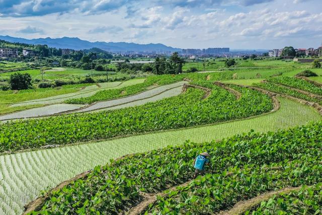 夏至 田间 管护 农民 农业 