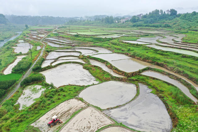湖南，湘西，节气，夏至，耕作，水稻，插秧，夏收，夏种，夏管