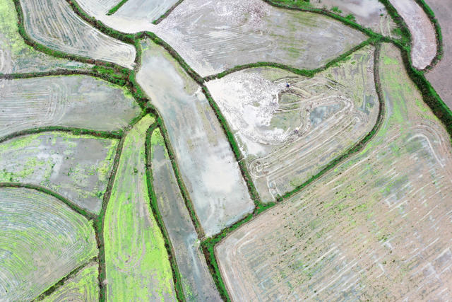 湖南，湘西，节气，夏至，耕作，水稻，插秧，夏收，夏种，夏管