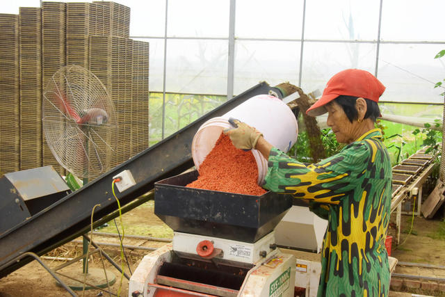 农业  粮食生产  晚稻播种  机械化  合作社  家庭农场  集中育秧。