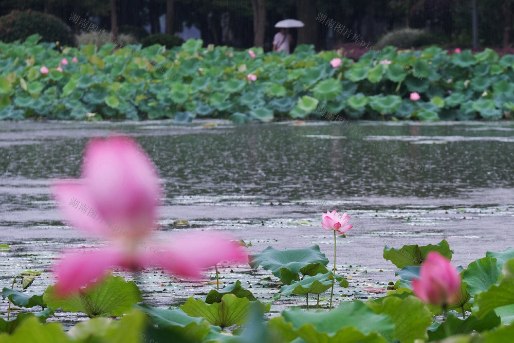 雨荷，年嘉湖，烈士公园