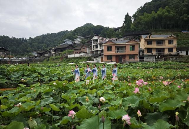游客  吉首市  栗溪村  荷塘  观赏   荷花  市民 游客  