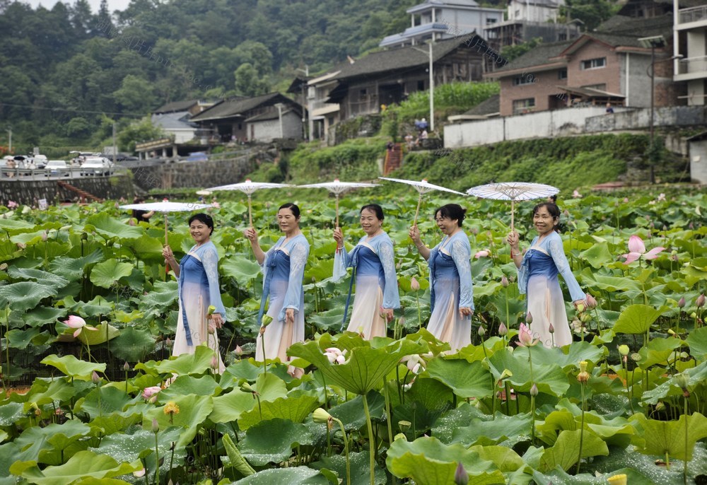 游客  吉首市  栗溪村  荷塘  观赏   荷花  市民 游客  