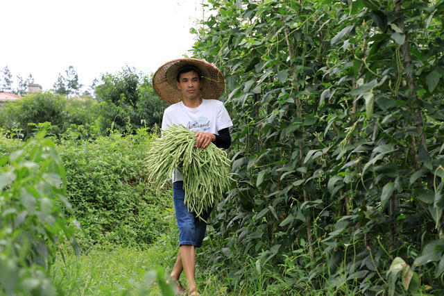 湖南邵东  豆角 采摘  农民  丰收  菜蓝子