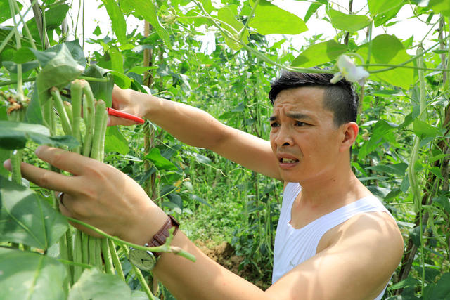 湖南邵东  豆角 采摘  农民  丰收  菜蓝子