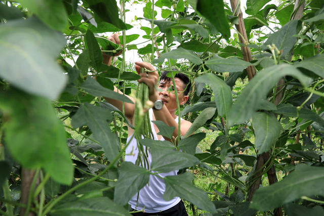 湖南邵东  豆角 采摘  农民  丰收  菜蓝子