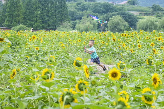 湖南娄底 向日葵花 游客 旅游 赏花经济