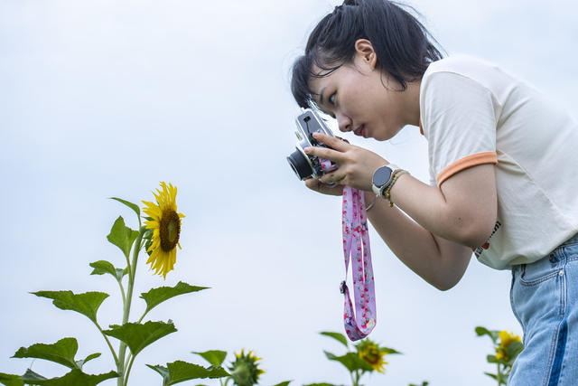 湖南娄底 向日葵花 游客 旅游 赏花经济