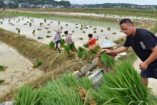 阡陌稻田插秧忙