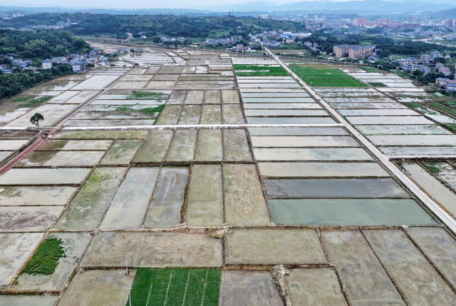 阡陌稻田插秧忙