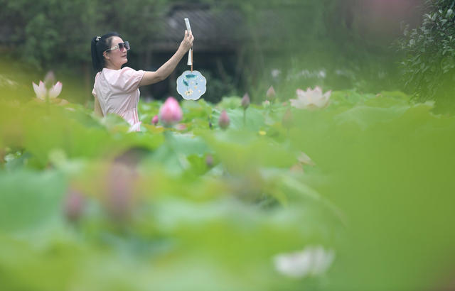荷花
资兴

