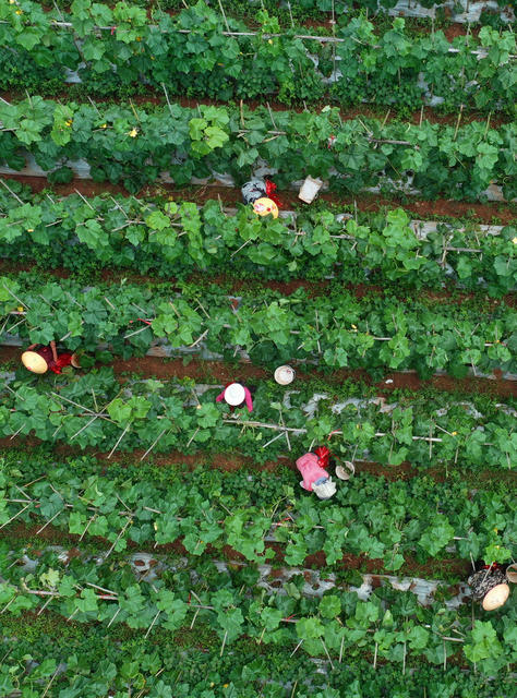 嘉禾：冬瓜管护忙