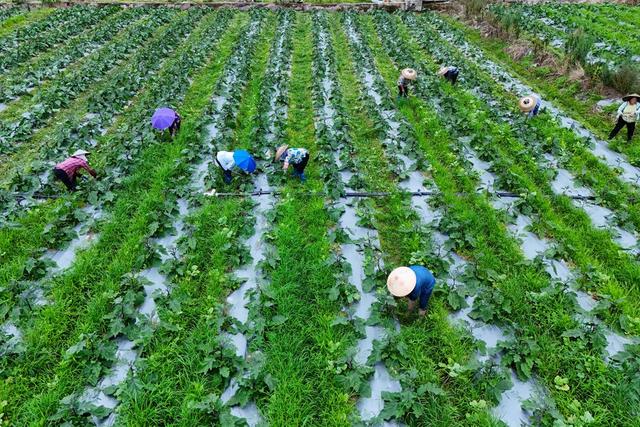 农忙、农产品、茄子、蔬菜管护、乡村、夏管