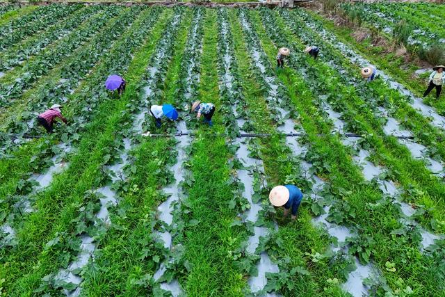 农忙、农产品、茄子、蔬菜管护、乡村、夏管