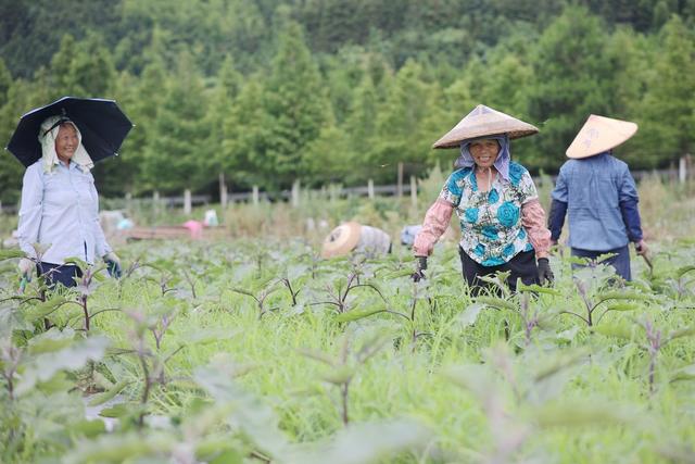 农忙、农产品、茄子、蔬菜管护、乡村、夏管