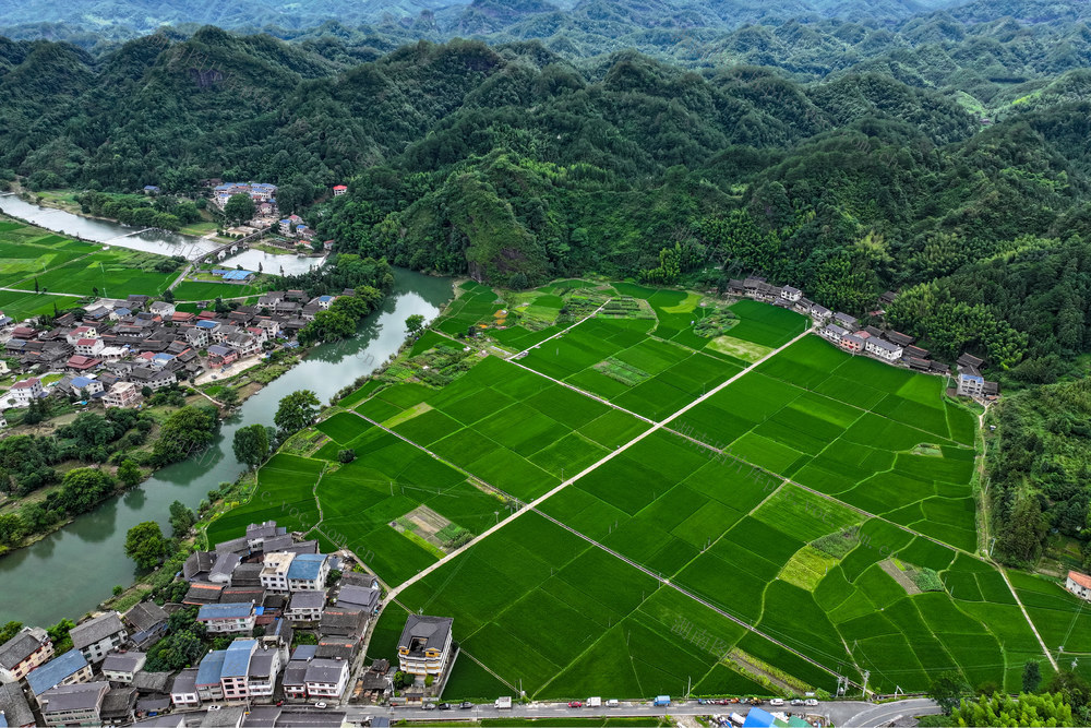 生态 乡村 稻田 田园 绿 生机 活力 