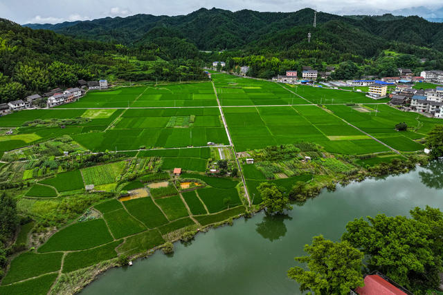 生态 乡村 稻田 田园 绿 生机 活力 
