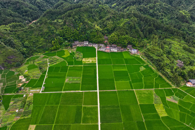 生态 乡村 稻田 田园 绿 生机 活力 