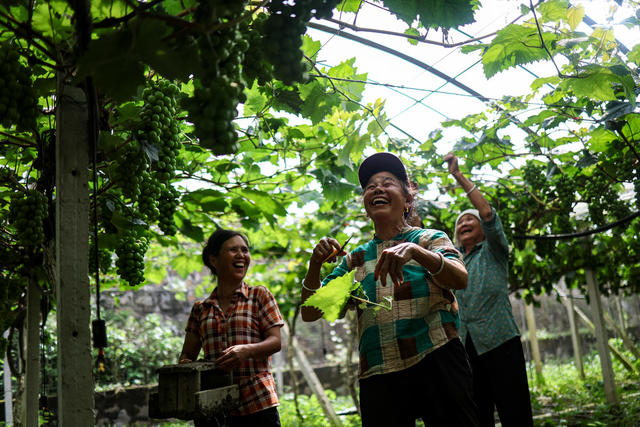 葡萄 管护 除叉 套袋 果农 产业