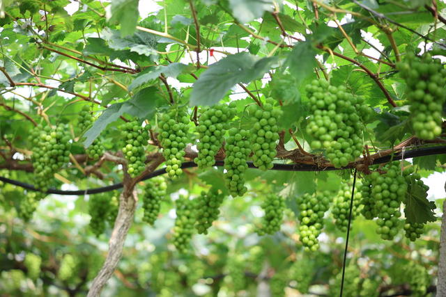 葡萄 管护 除叉 套袋 果农 产业