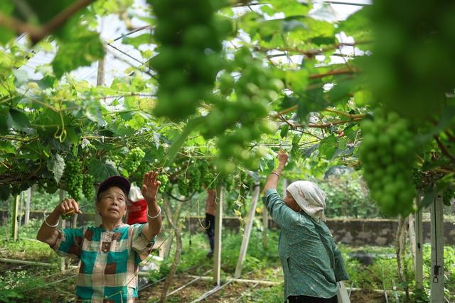 葡萄 管护 除叉 套袋 果农 产业