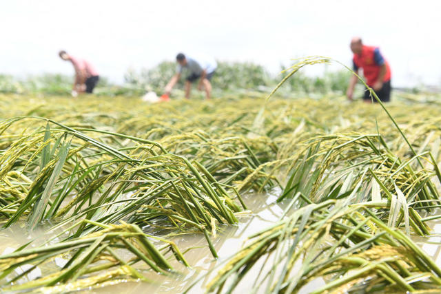 抗灾
洪水
灾后
道县