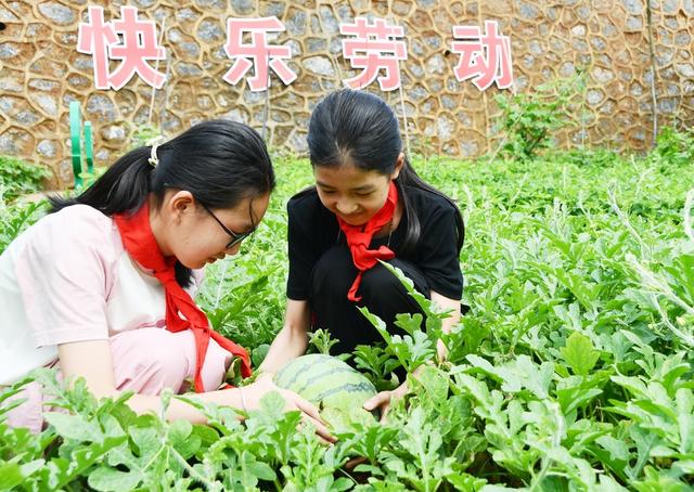 劳动采摘快乐多