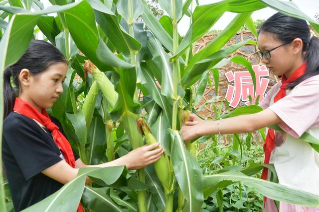 劳动采摘快乐多