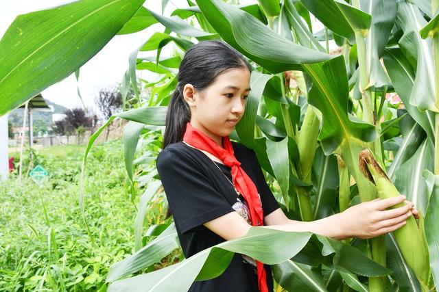 劳动采摘快乐多