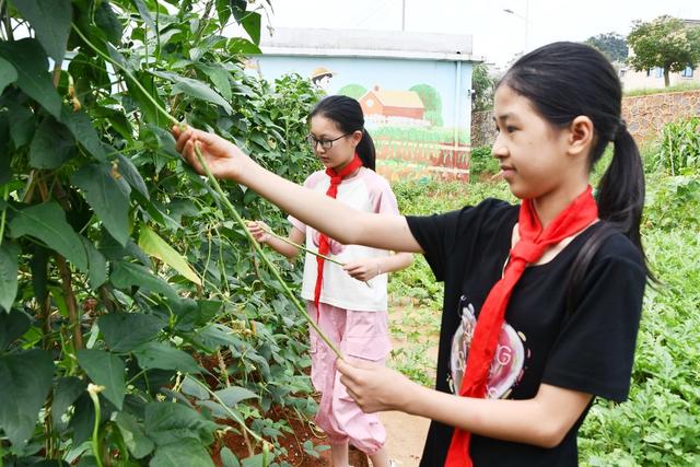 劳动采摘快乐多