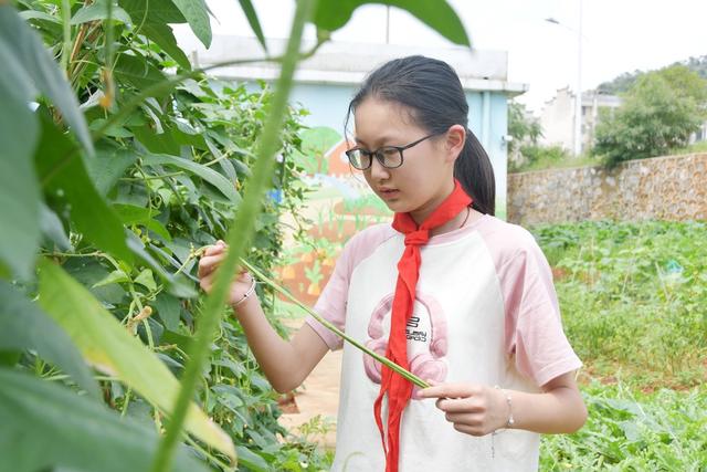 劳动采摘快乐多