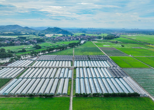 蔬菜
道县
田园