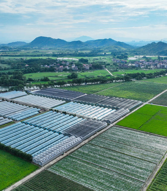 蔬菜
道县
田园