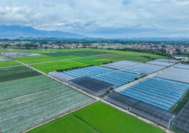 蔬菜
道县
田园