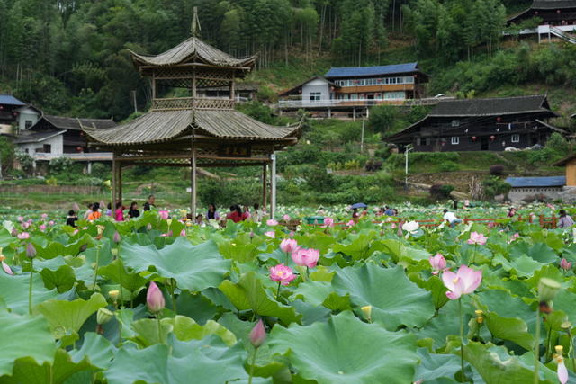 洪江市 长坡村 荷花