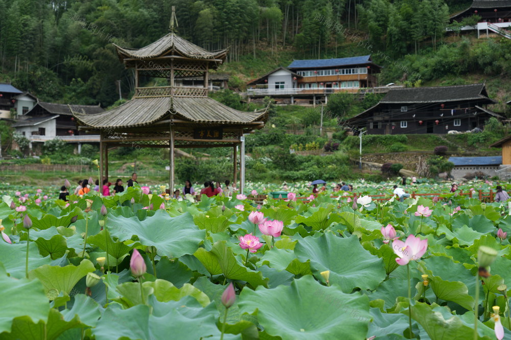 洪江市 长坡村 荷花