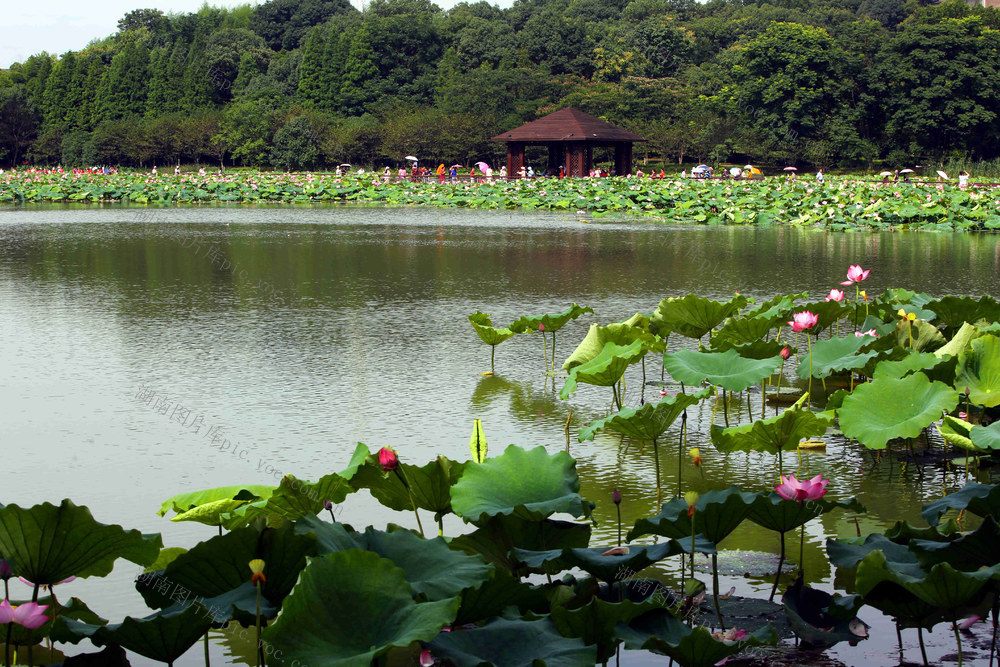 南湖公园  荷花盛开