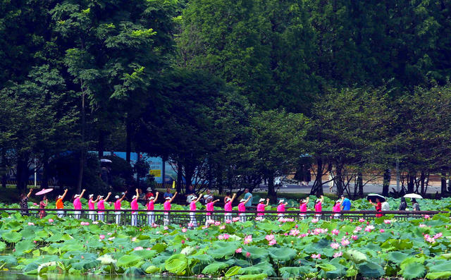 南湖公园  荷花盛开