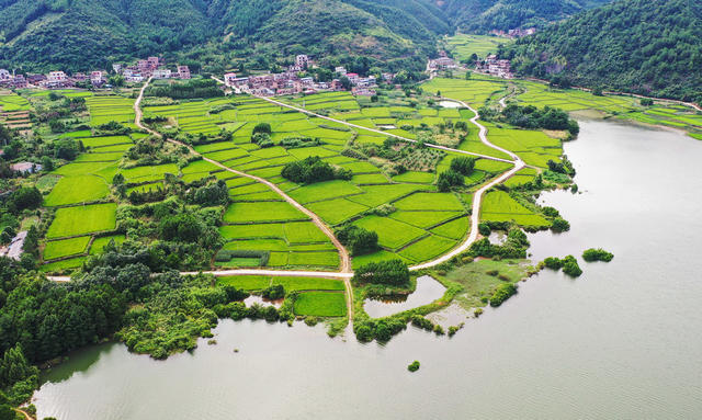 早稻  水稻  丰收  粮食  乡村