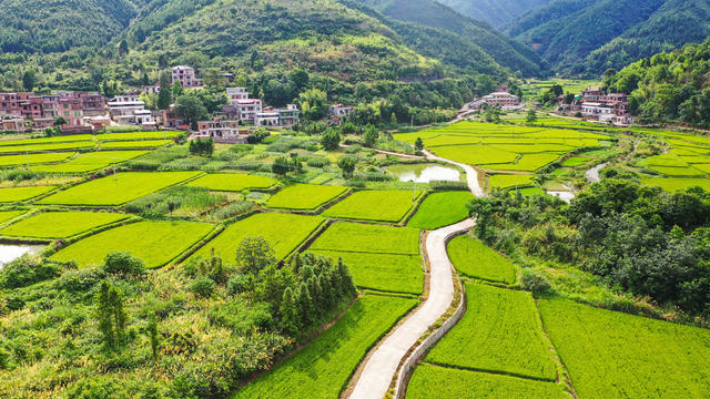 早稻  水稻  丰收  粮食  乡村