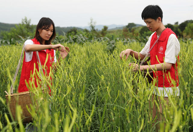 大学生 三下乡 黄花菜 采摘