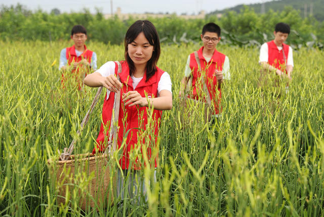 大学生 三下乡 黄花菜 采摘