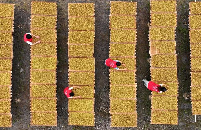 大学生 三下乡 黄花菜 采摘