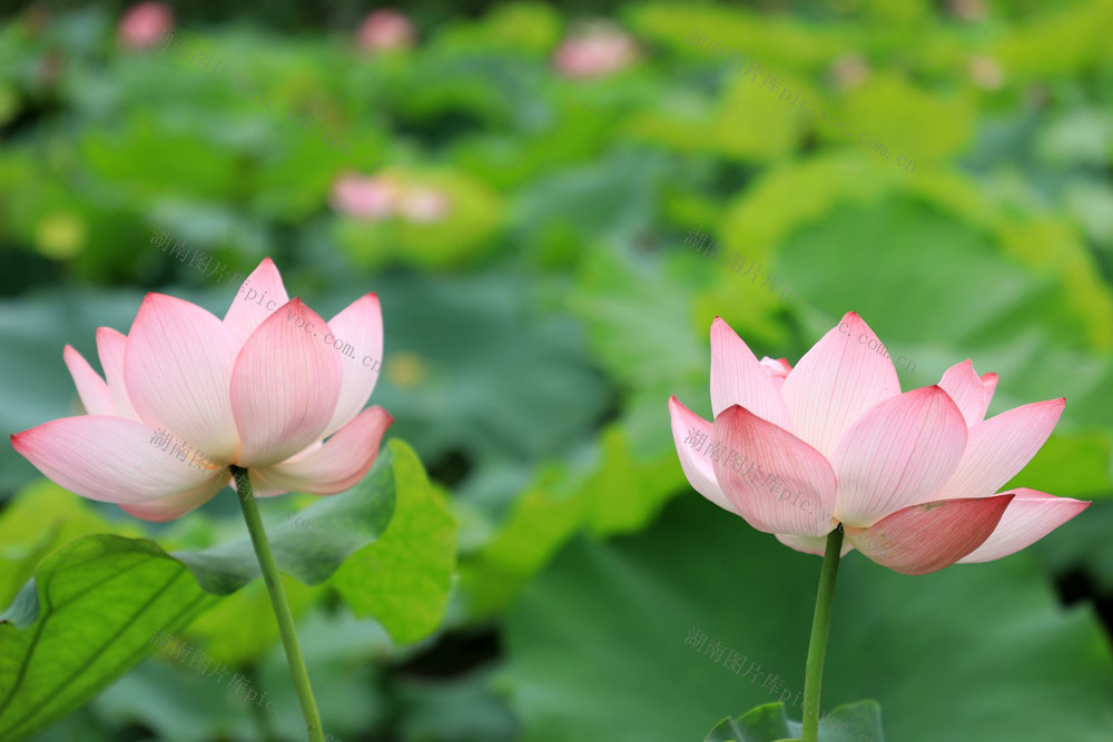 湖南邵东  荷花  夏日  绽放  诗意