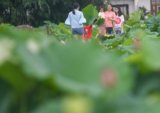 荷花
江华
