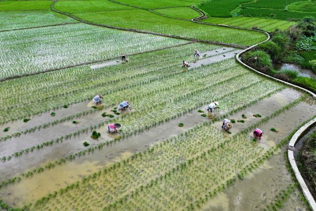 水稻 制种 产业 农民 产业链 企业