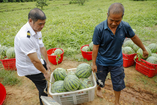 湖南 新田 西瓜 丰收 乡村振兴